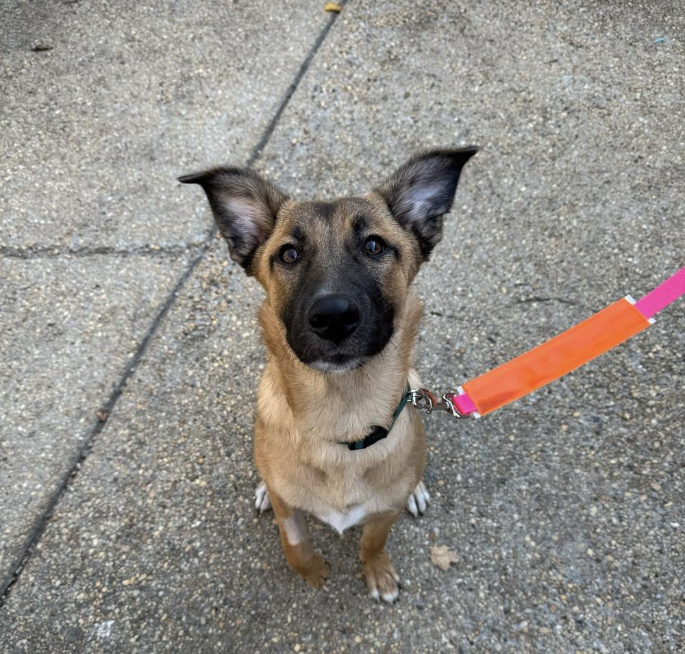 Deeva, Adoptable, Puppy Female German Shepherd Dog.