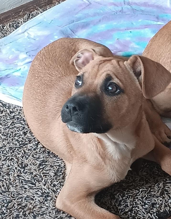 Hazel, ADOPTABLE, Puppy Female Beagle & Boxer.