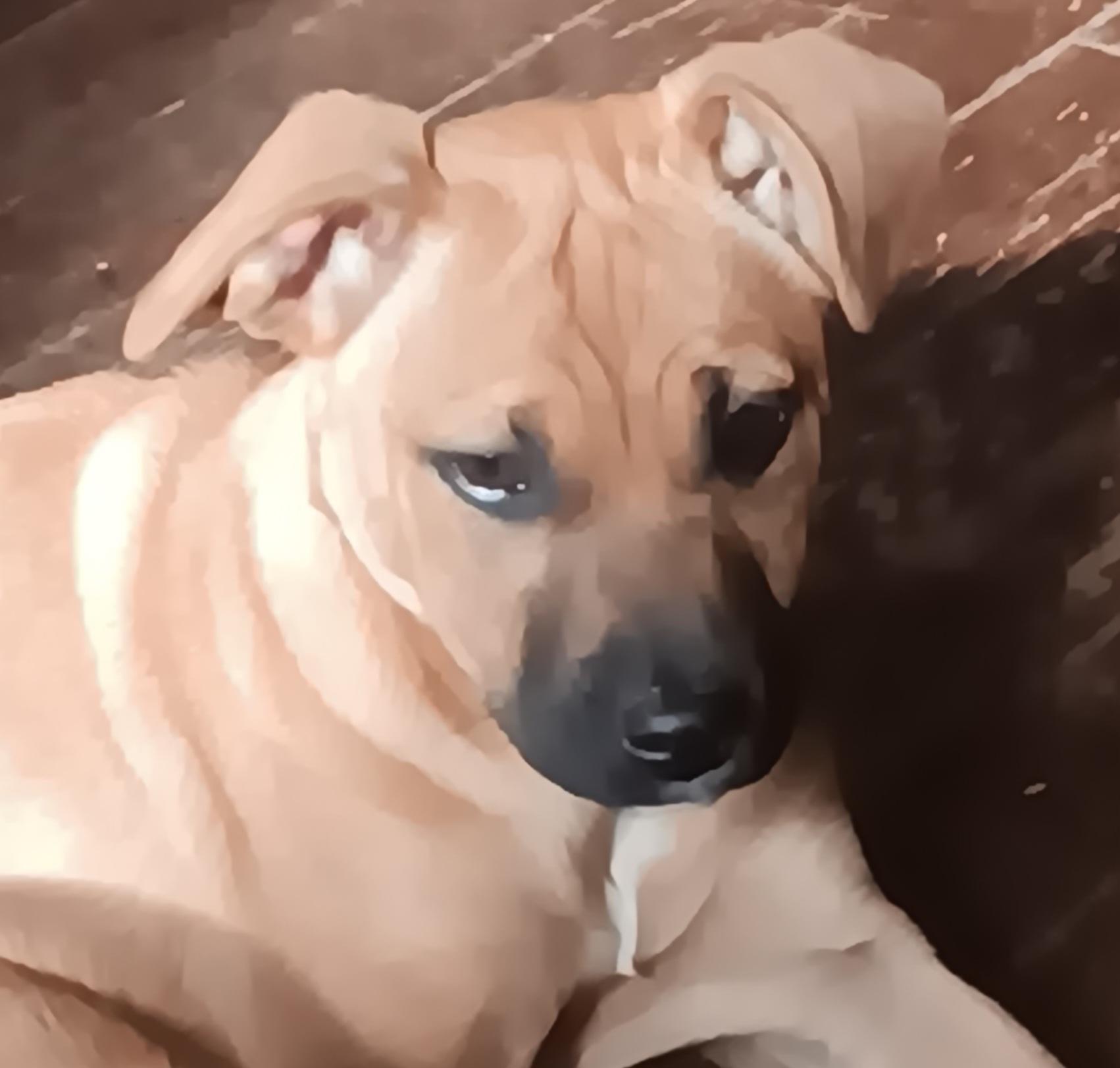 Enlarge Ginger, a ADOPTABLE mixed breed in Hagerstown, MD image 3/6