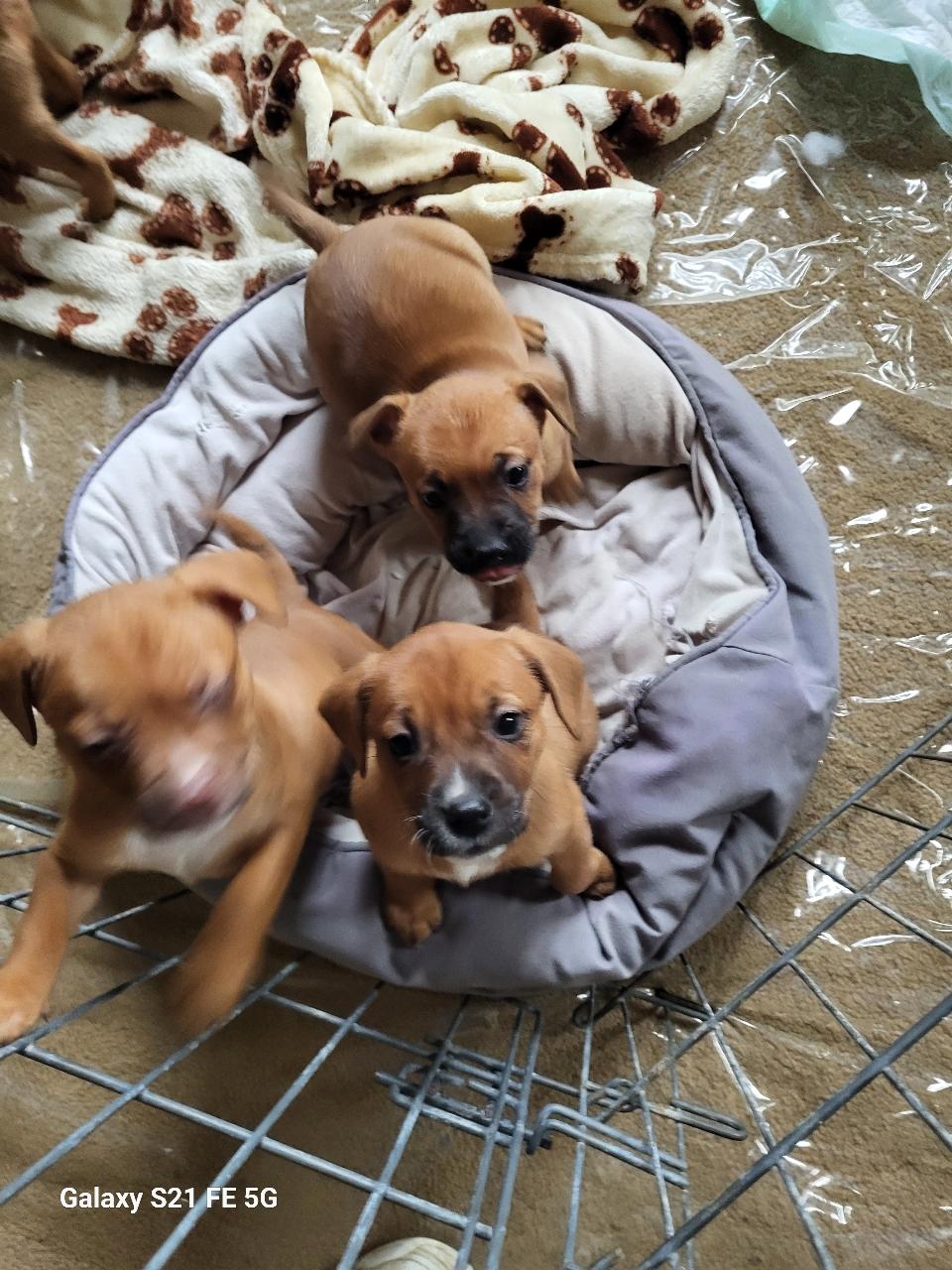 Enlarge Ginger, a ADOPTABLE mixed breed in Hagerstown, MD image 6/6