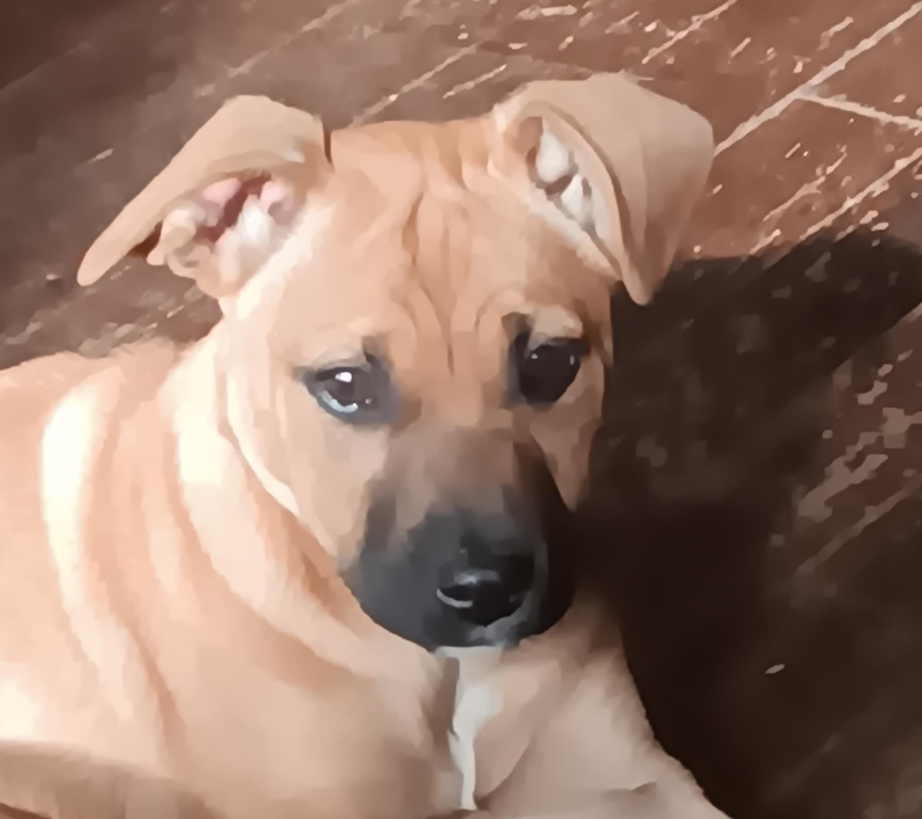 Enlarge Ginger, a ADOPTABLE mixed breed in Hagerstown, MD image 2/6