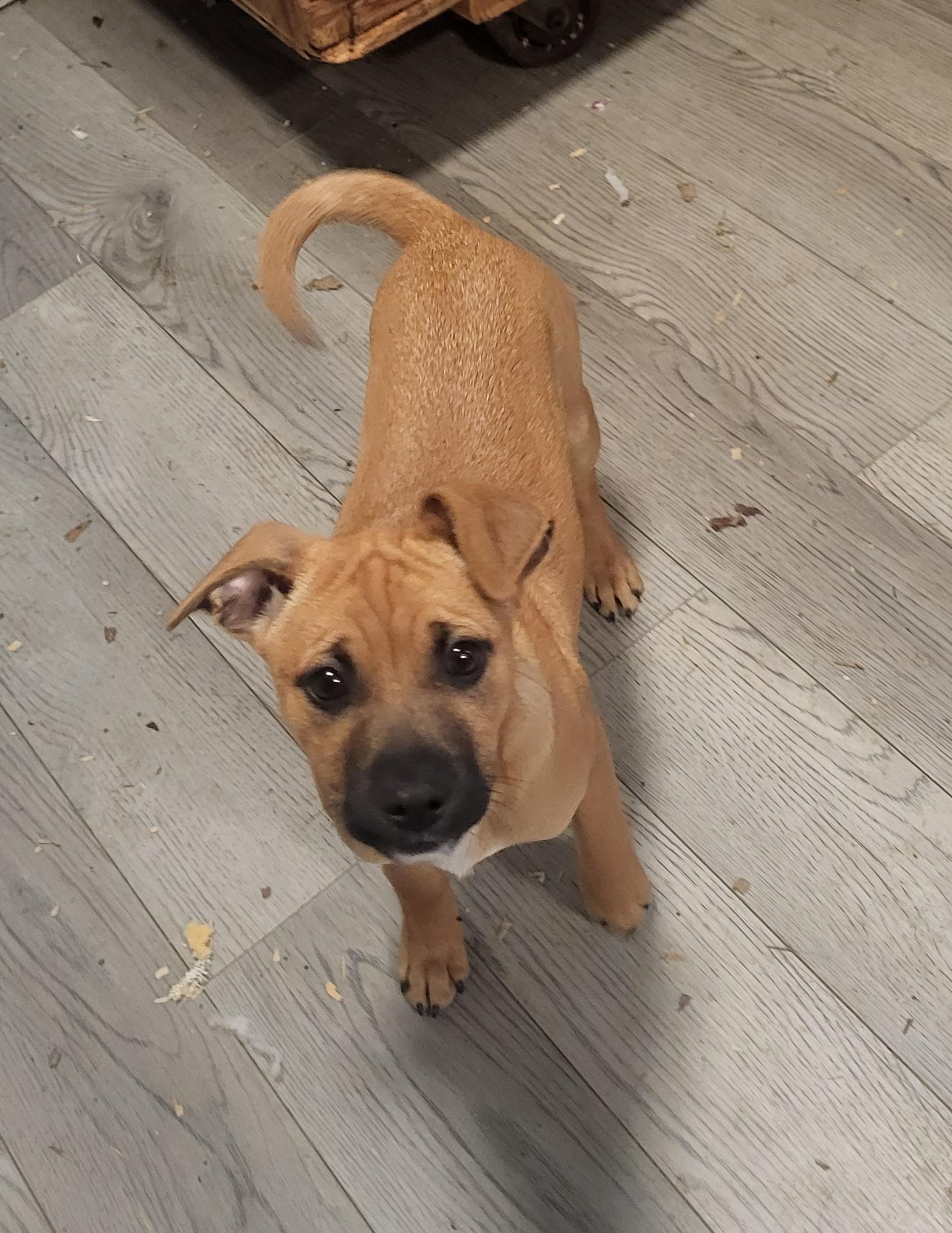 Enlarge Ginger, a ADOPTABLE mixed breed in Hagerstown, MD image 1/6