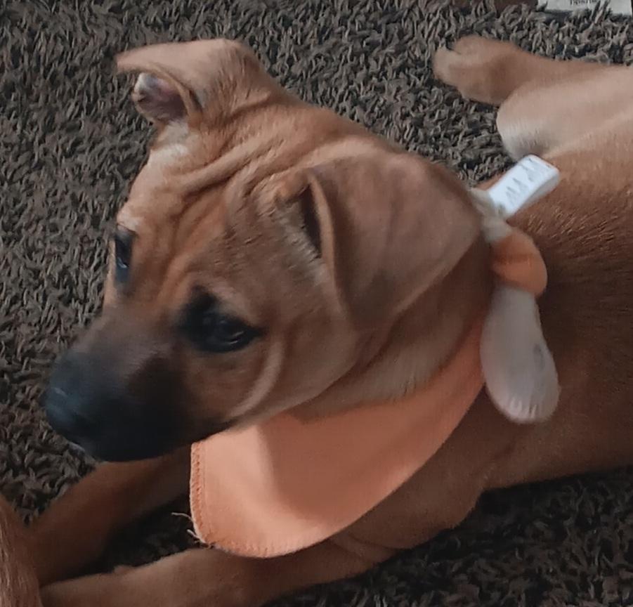 Enlarge Ginger, a ADOPTABLE mixed breed in Hagerstown, MD image 5/6