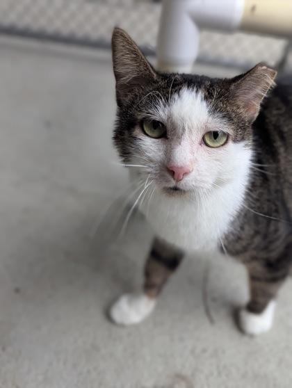 Fred Weasley thumbnail 4