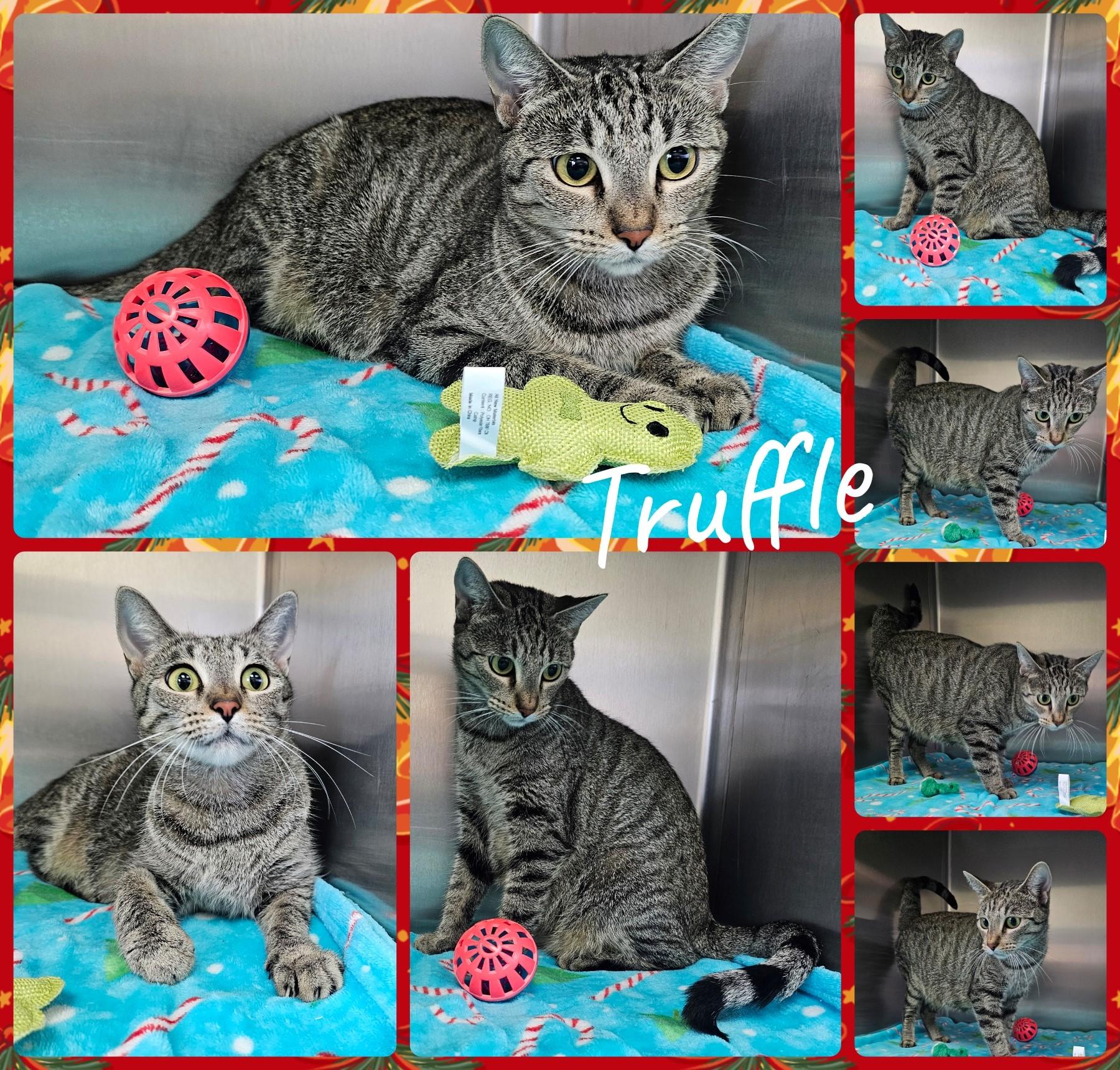 Truffle, Adoptable, Adult Female Domestic Short Hair.