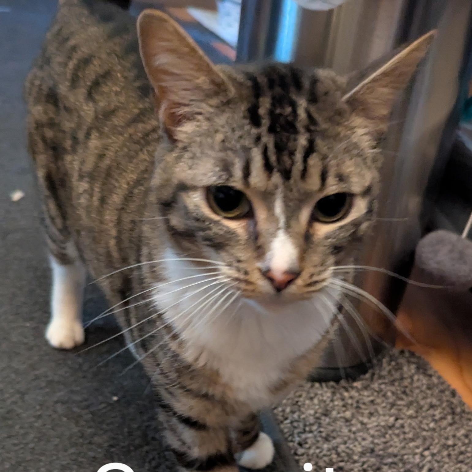 Serenity, Adult Female Domestic Short Hair