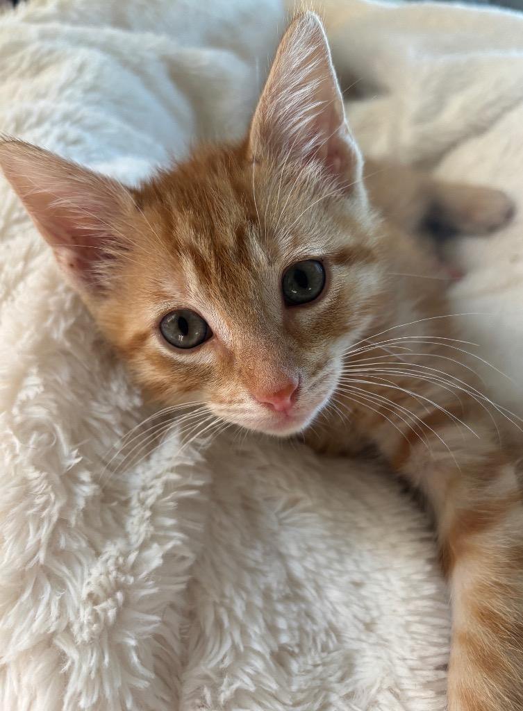 Enlarge South Carolina, a Adoptable Domestic Short Hair in Columbus, NE image 1/1