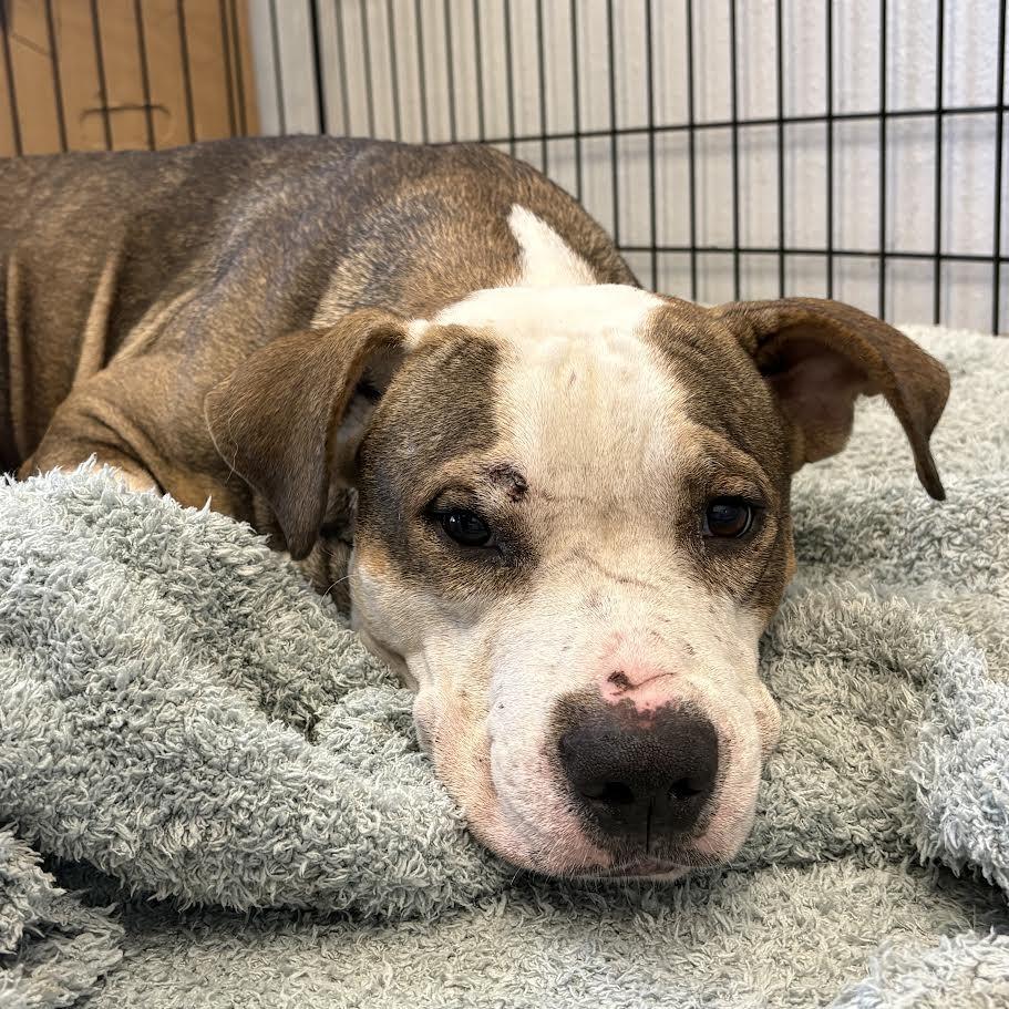 Ace, Adoptable, Young Male Terrier & Mixed Breed.