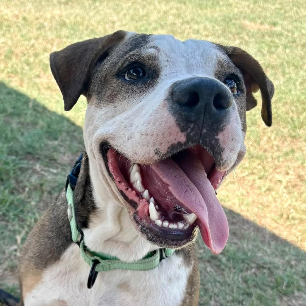 Enlarge Ace, a Adoptable mixed breed in Marshall, TX image 2/6