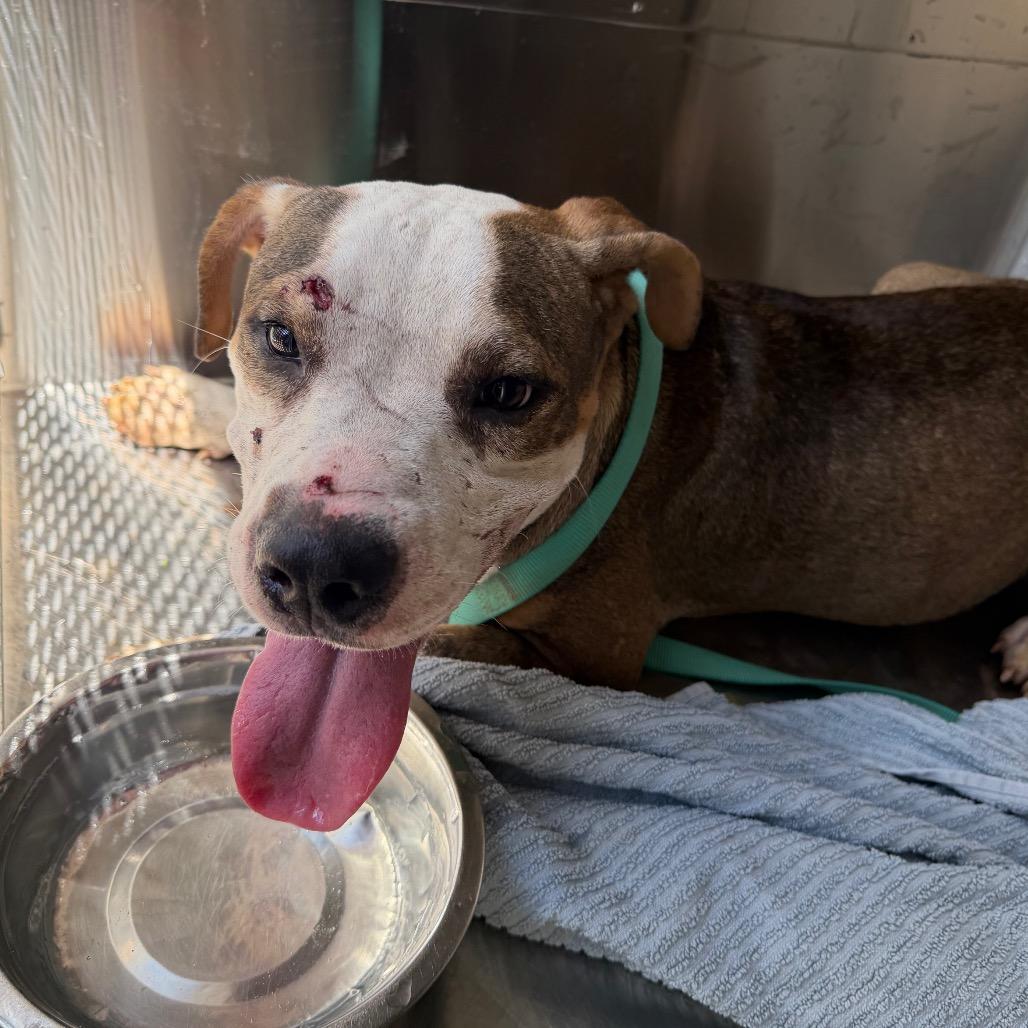 Enlarge Ace, a Adoptable mixed breed in Marshall, TX image 3/6