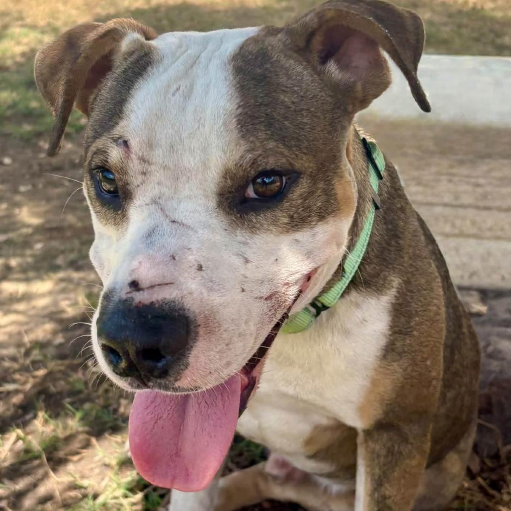 Enlarge Ace, a Adoptable mixed breed in Marshall, TX image 5/6
