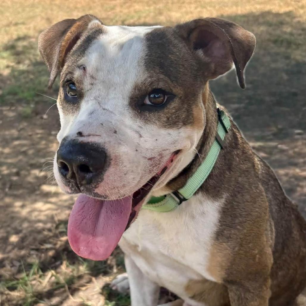 Enlarge Ace, a Adoptable mixed breed in Marshall, TX image 6/6