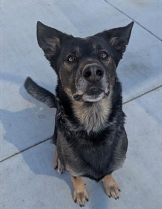 BUGS, Adoptable, Adult Male German Shepherd Dog & Mixed Breed.