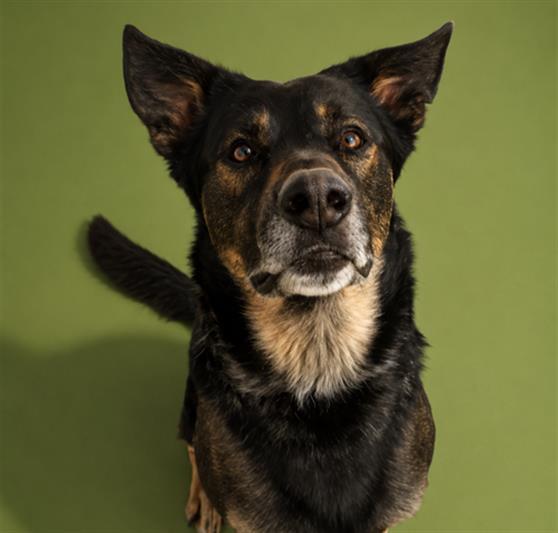 BUGS, Adoptable, Adult Male German Shepherd Dog & Mixed Breed.