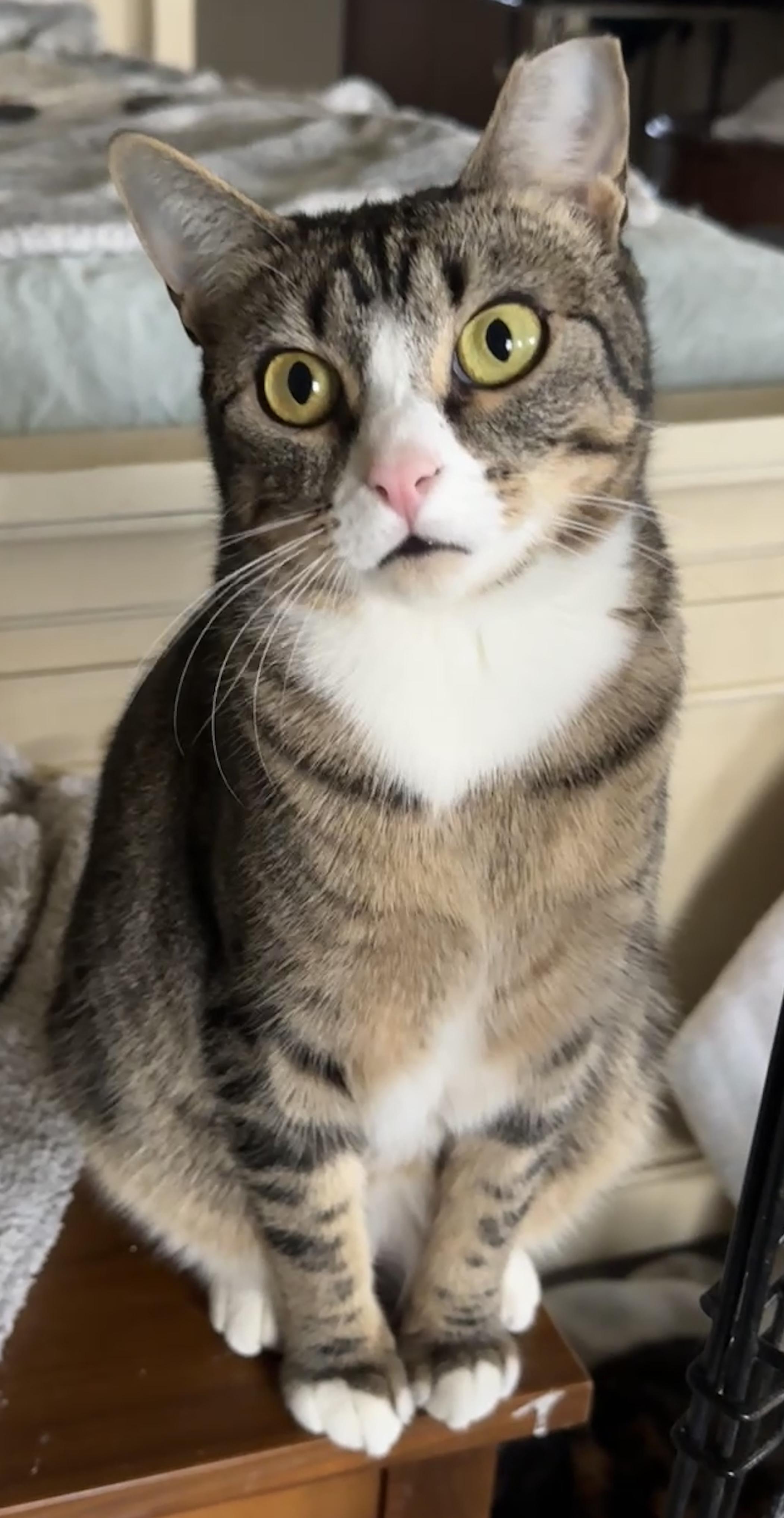 Enlarge Luna, a ADOPTABLE Domestic Short Hair in Portland, OR image 2/2