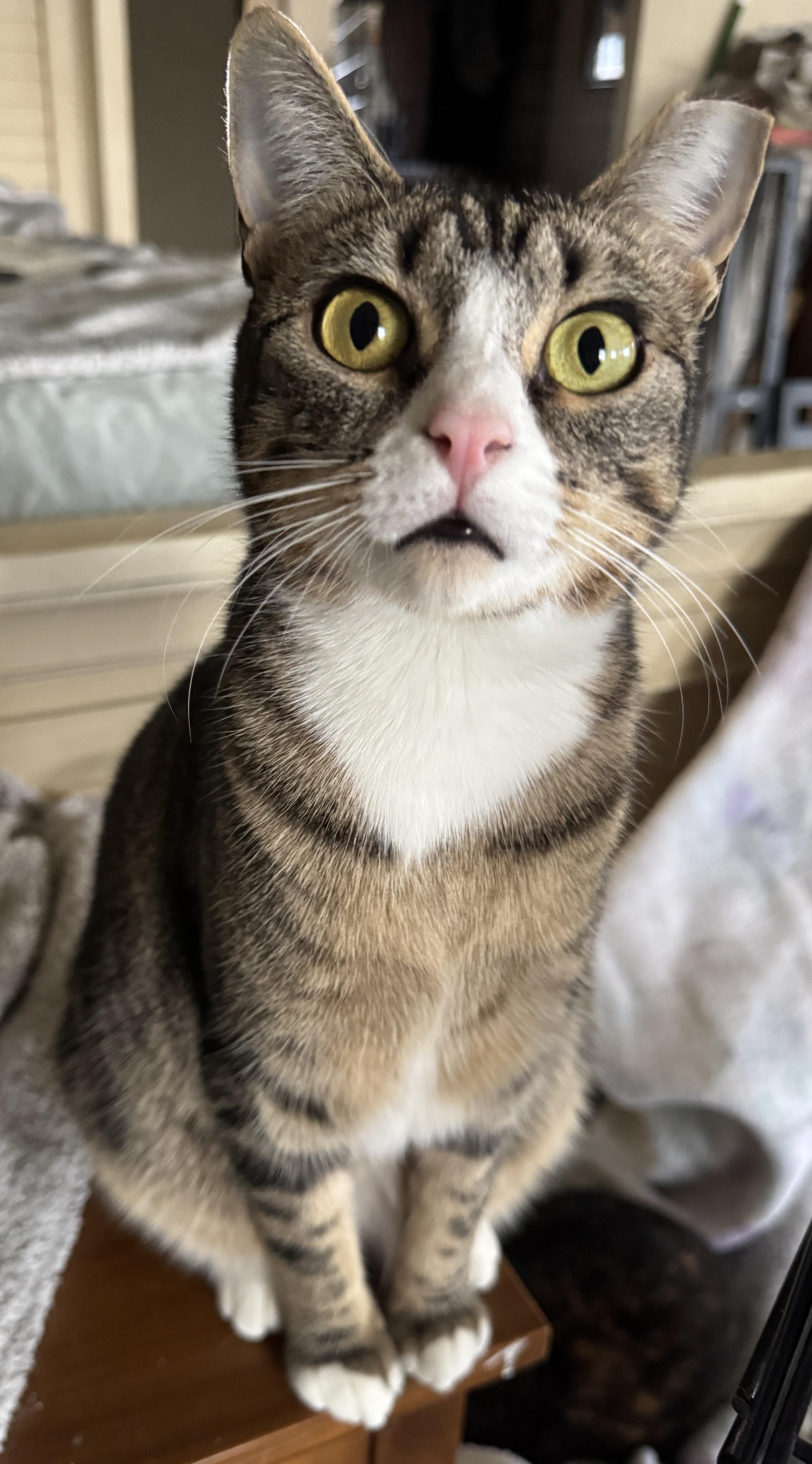 Luna, ADOPTABLE, Adult Female Domestic Short Hair.