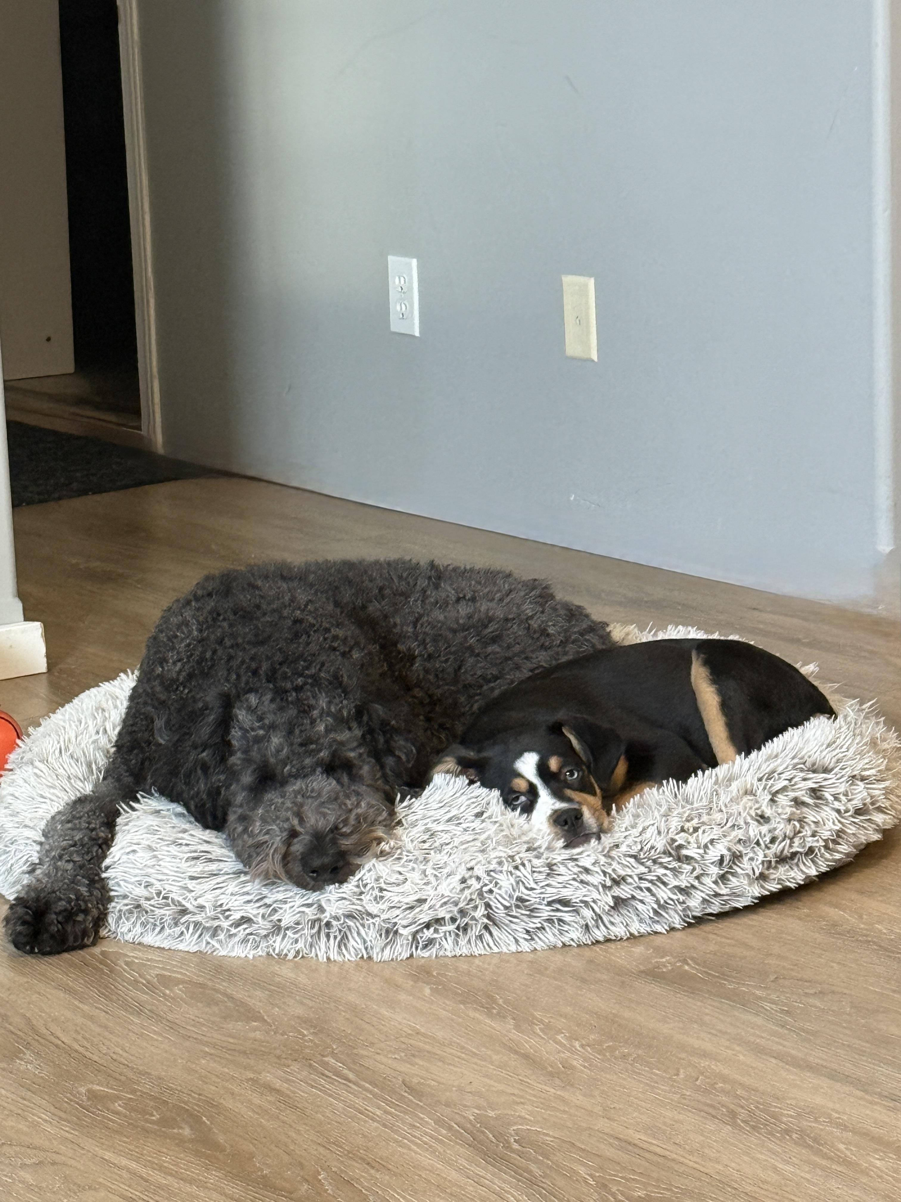 Enlarge Libby, a ADOPTABLE mixed breed in Meadow Lake, SK image 3/4