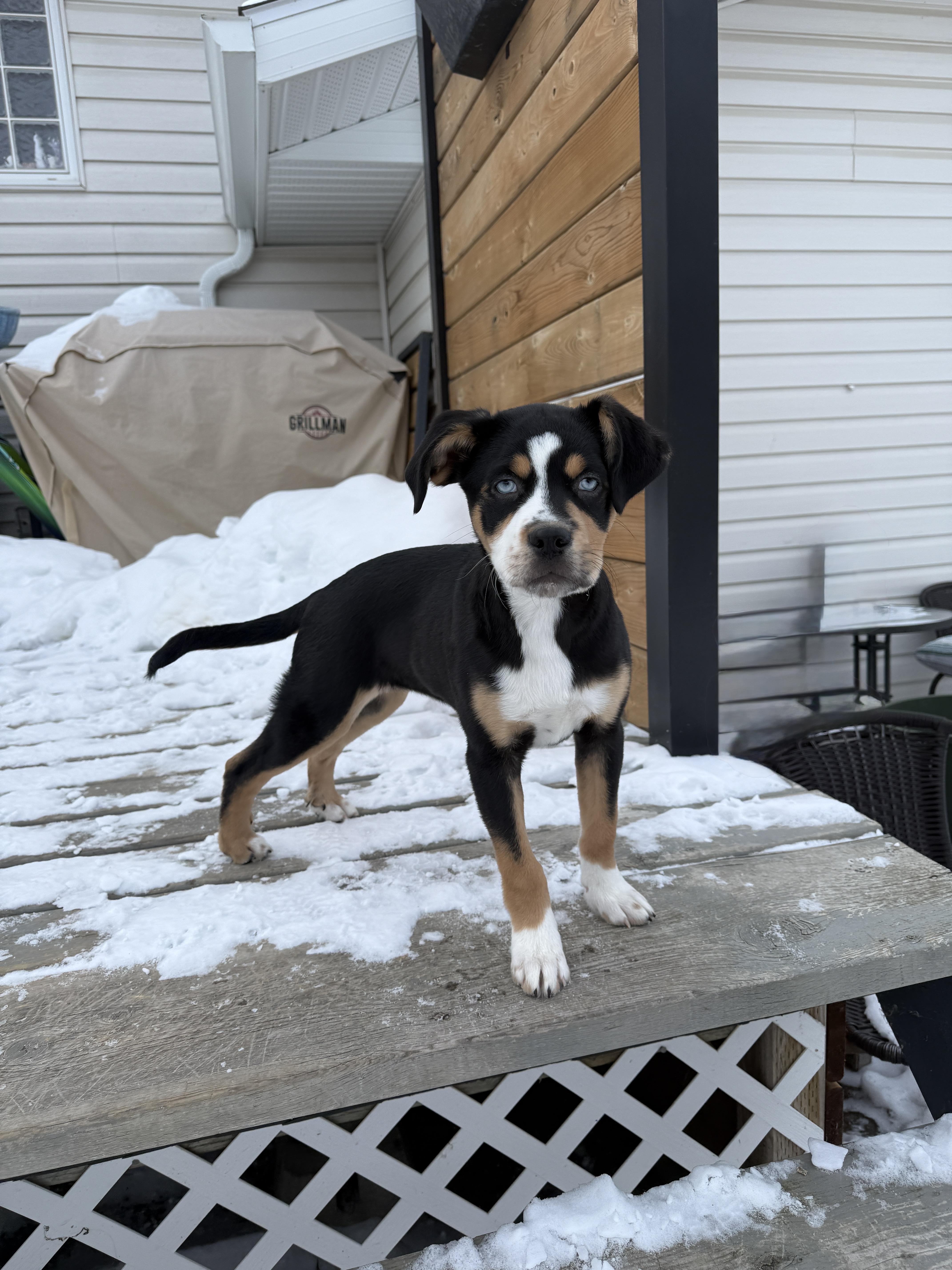 Enlarge Libby, a ADOPTABLE mixed breed in Meadow Lake, SK image 1/4