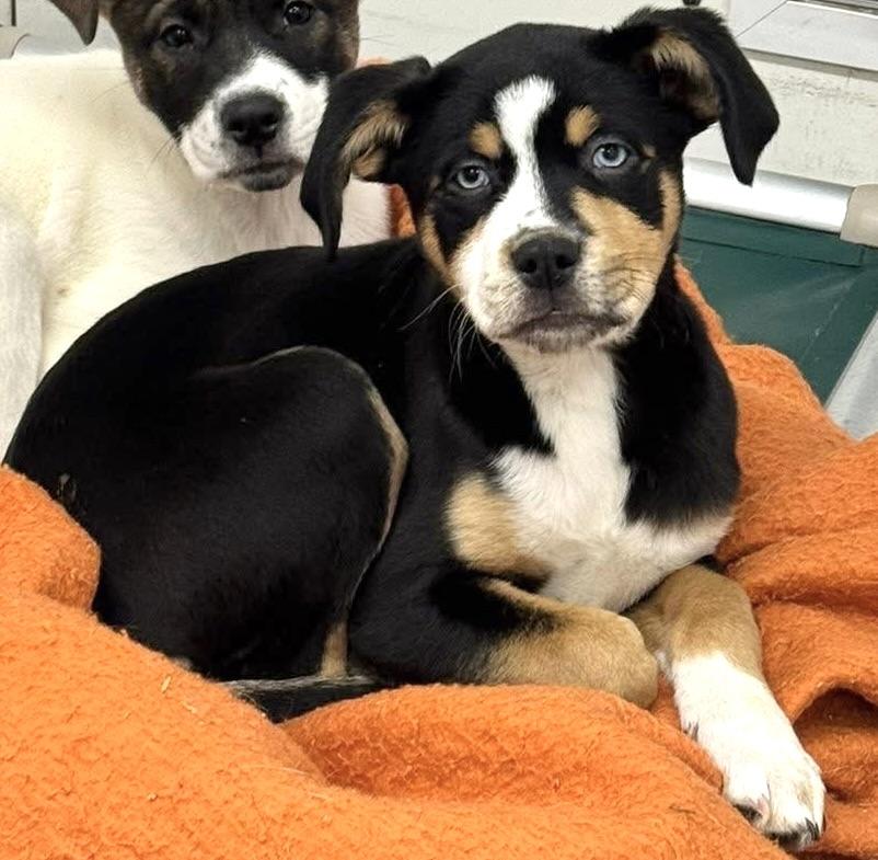 Enlarge Libby, a ADOPTABLE mixed breed in Meadow Lake, SK image 2/4