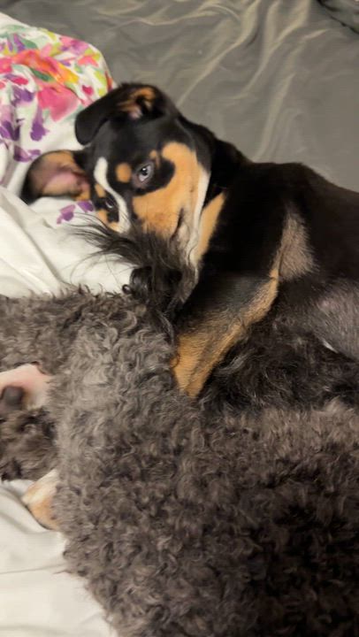 Enlarge Libby, a ADOPTABLE mixed breed in Meadow Lake, SK video 4/4