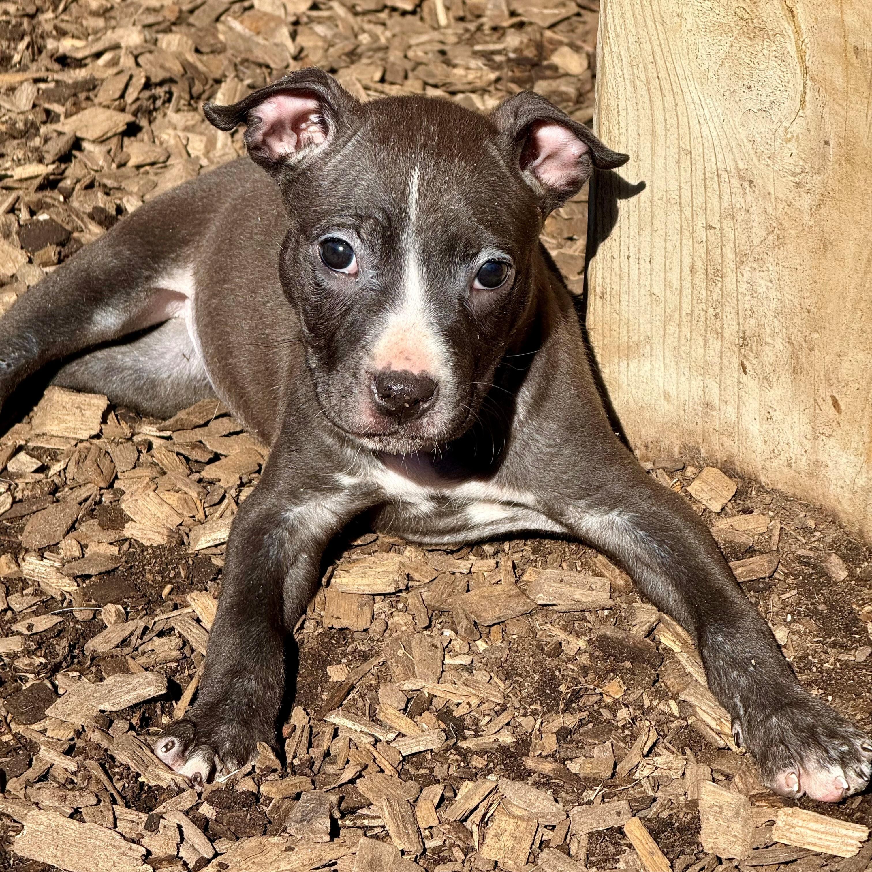 Enlarge Little Jo - #50523, a ADOPTABLE mixed breed in Columbia, MD image 1/6