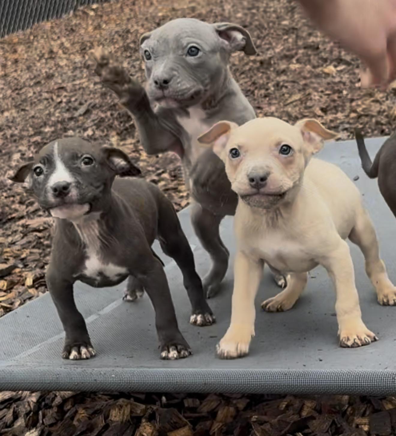 Enlarge Little Jo - #50523, a ADOPTABLE mixed breed in Columbia, MD image 6/6