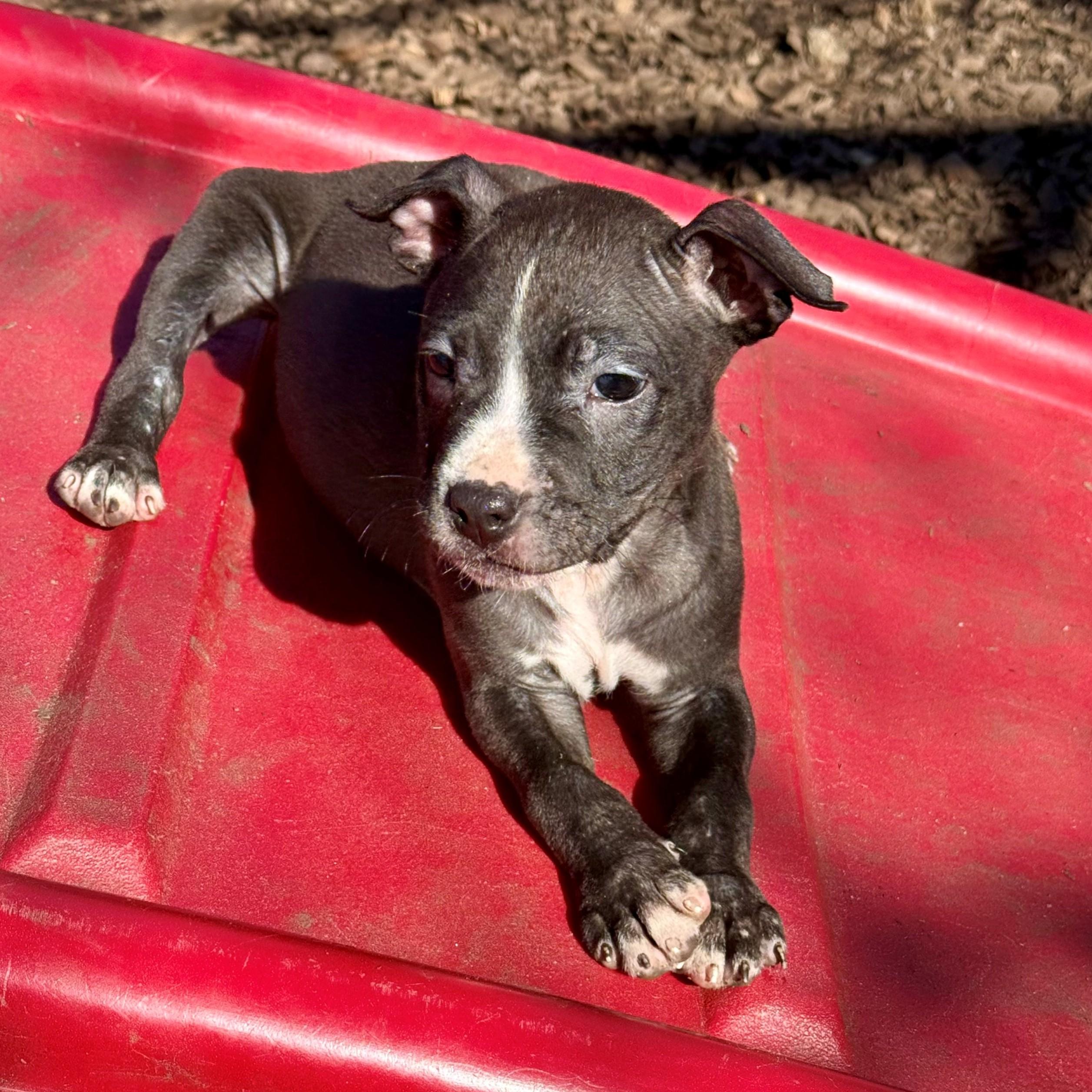 Enlarge Little Jo - #50523, a ADOPTABLE mixed breed in Columbia, MD image 2/6