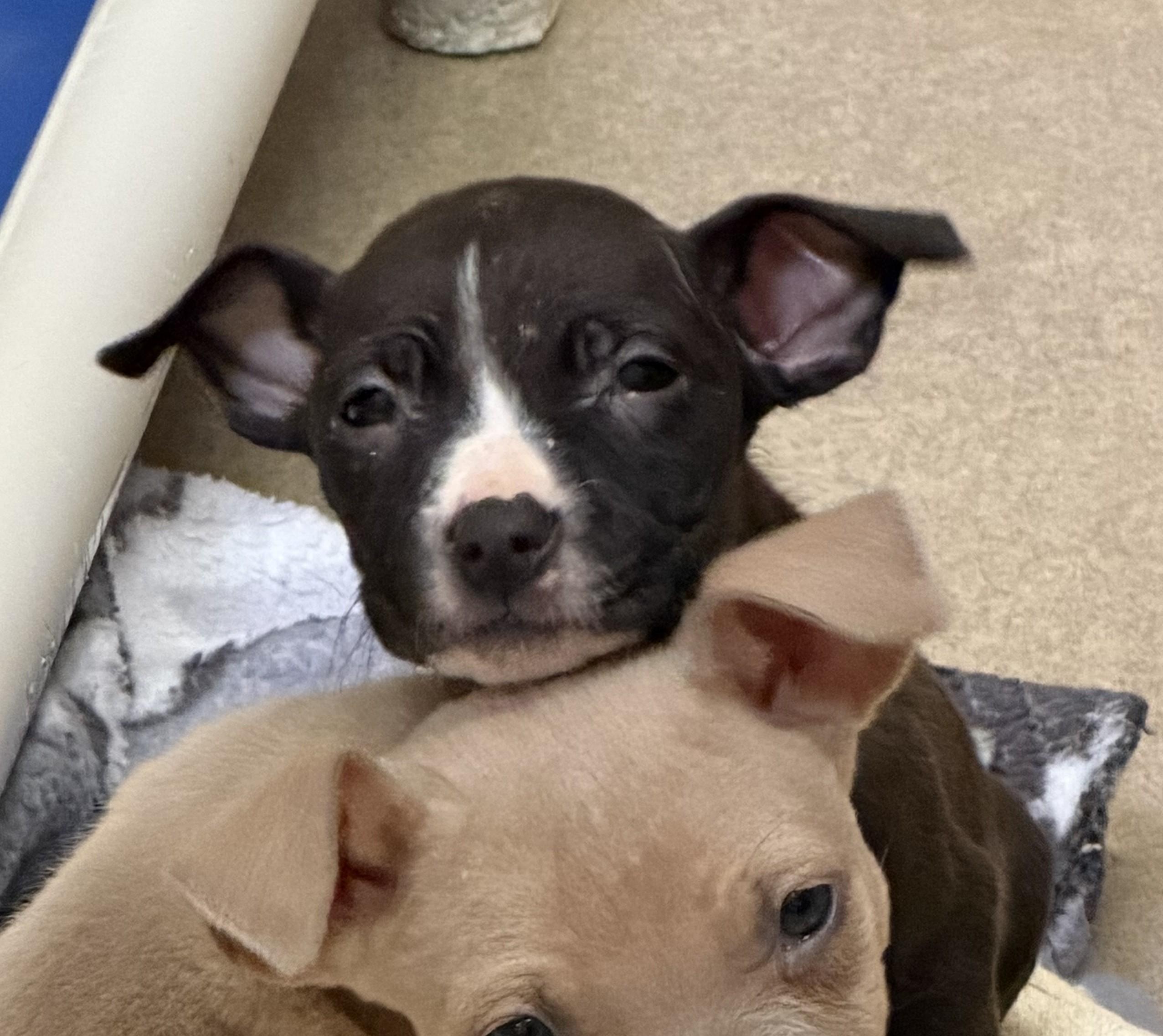 Enlarge Little Jo - #50523, a ADOPTABLE mixed breed in Columbia, MD image 2/3