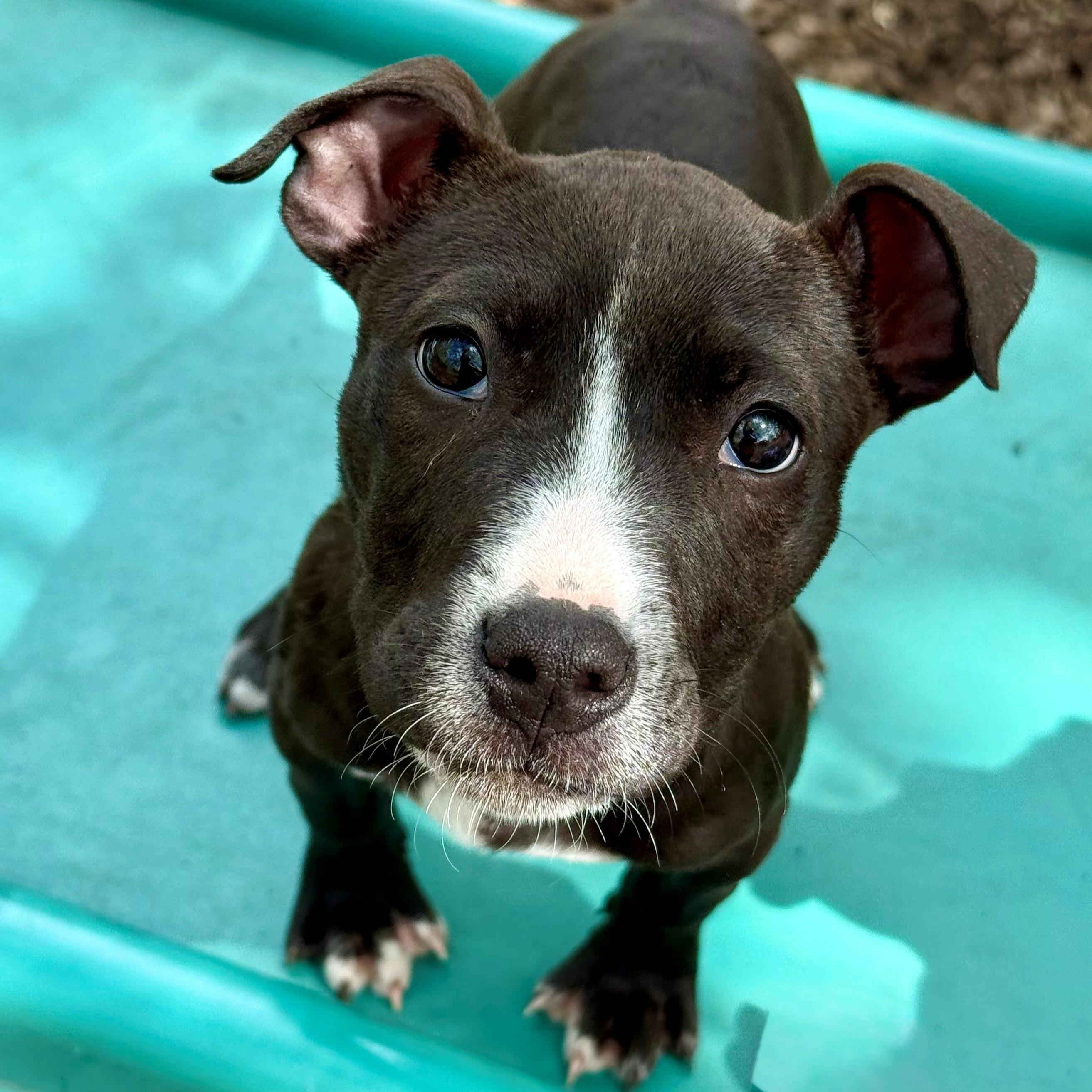 Enlarge Little Jo - #50523, a ADOPTABLE mixed breed in Columbia, MD image 2/6