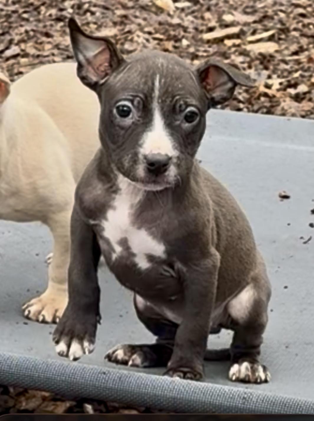 Enlarge Little Jo - #50523, a ADOPTABLE mixed breed in Columbia, MD image 5/6