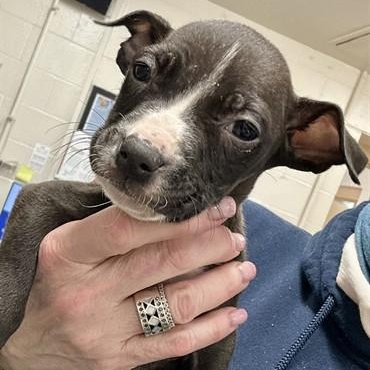 Enlarge Little Jo - #50523, a ADOPTABLE mixed breed in Columbia, MD image 1/3