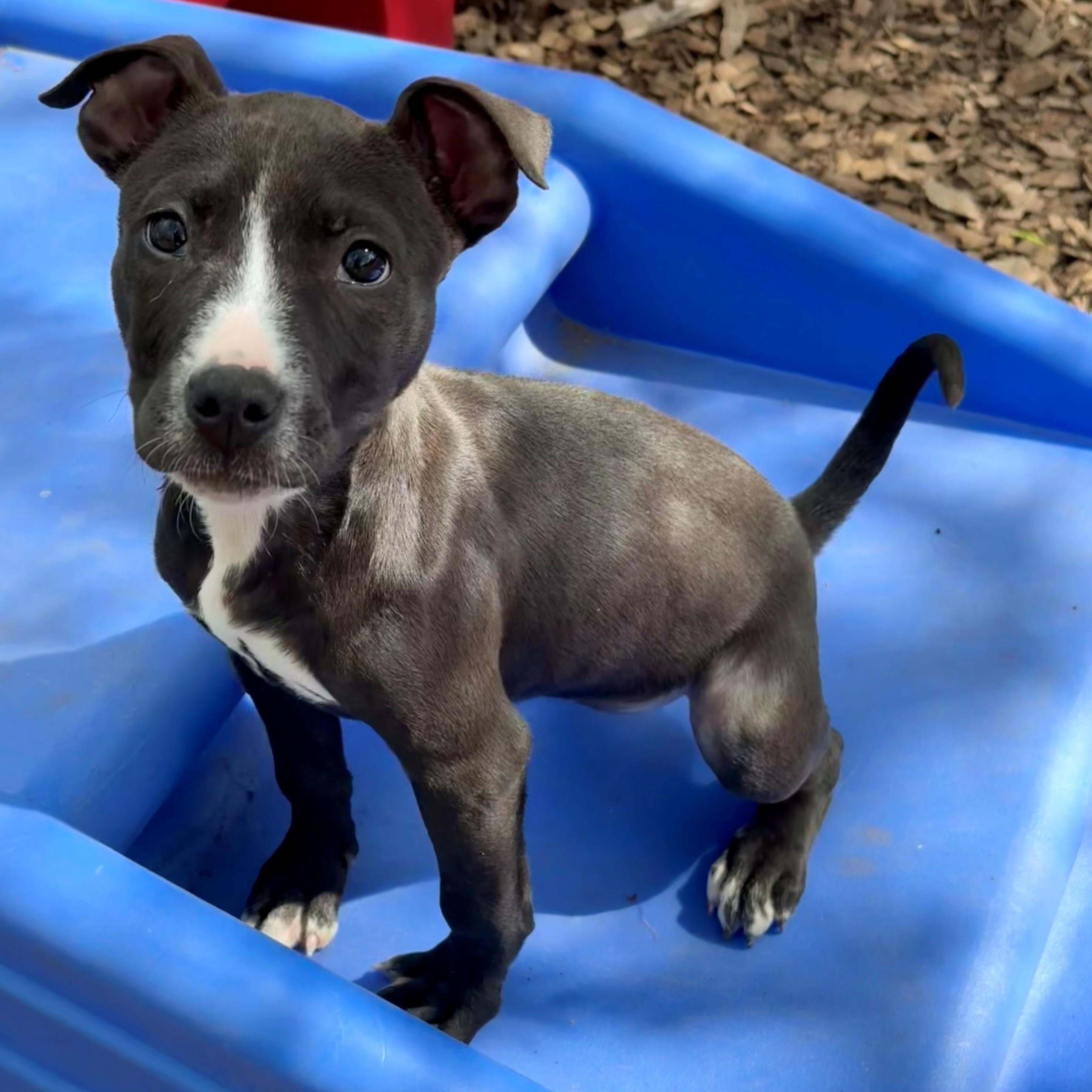 Little Jo - #50523, ADOPTABLE, Puppy Female Chihuahua & Pit Bull Terrier.