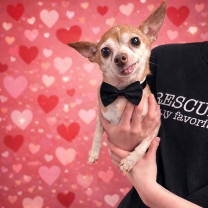 Walter, ADOPTABLE, Senior Male Chihuahua.