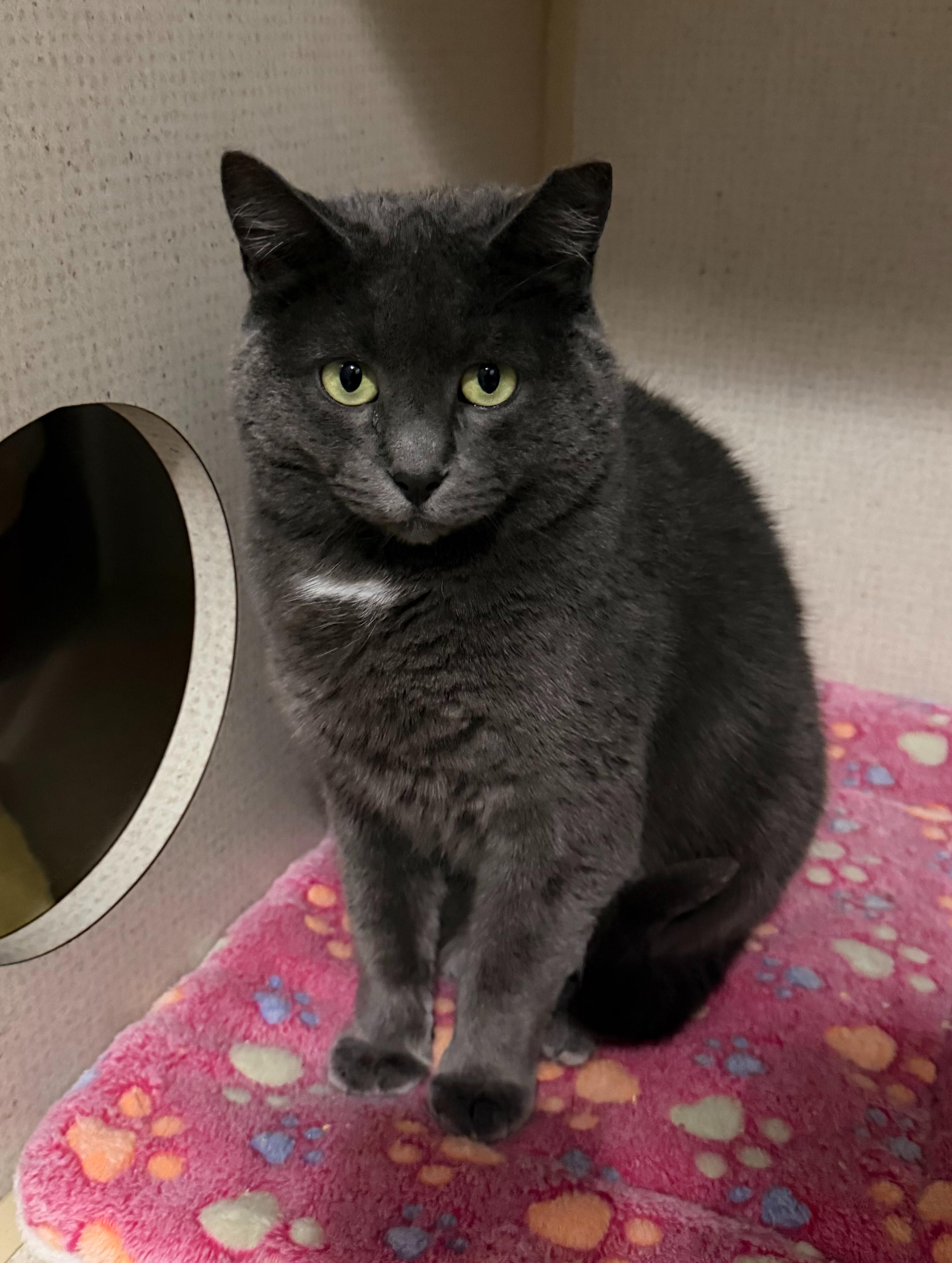 Enlarge BROOKLYN, a Adoptable Domestic Short Hair in Hamilton, NJ image 3/3