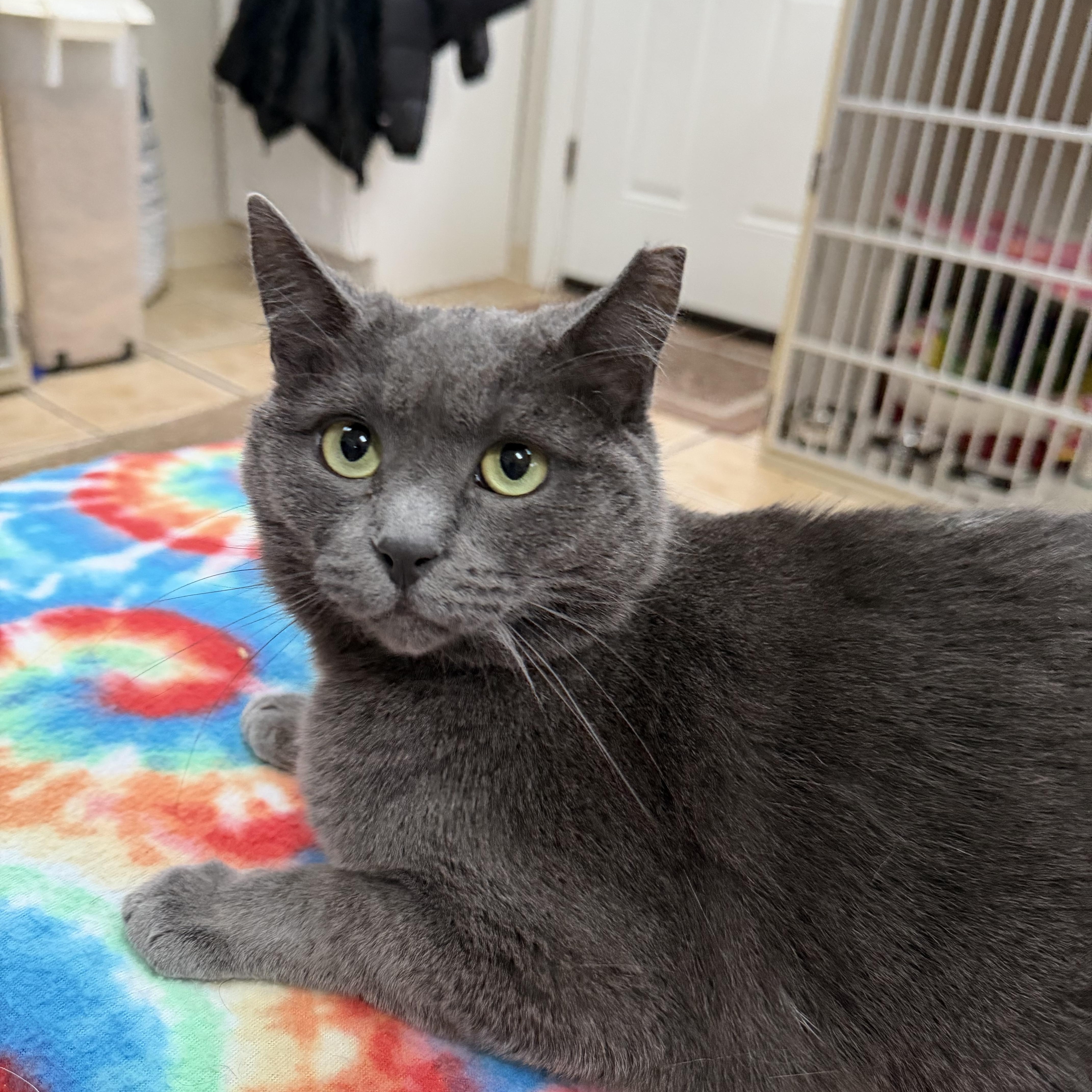 Enlarge BROOKLYN, a Adoptable Domestic Short Hair in Hamilton, NJ image 2/3