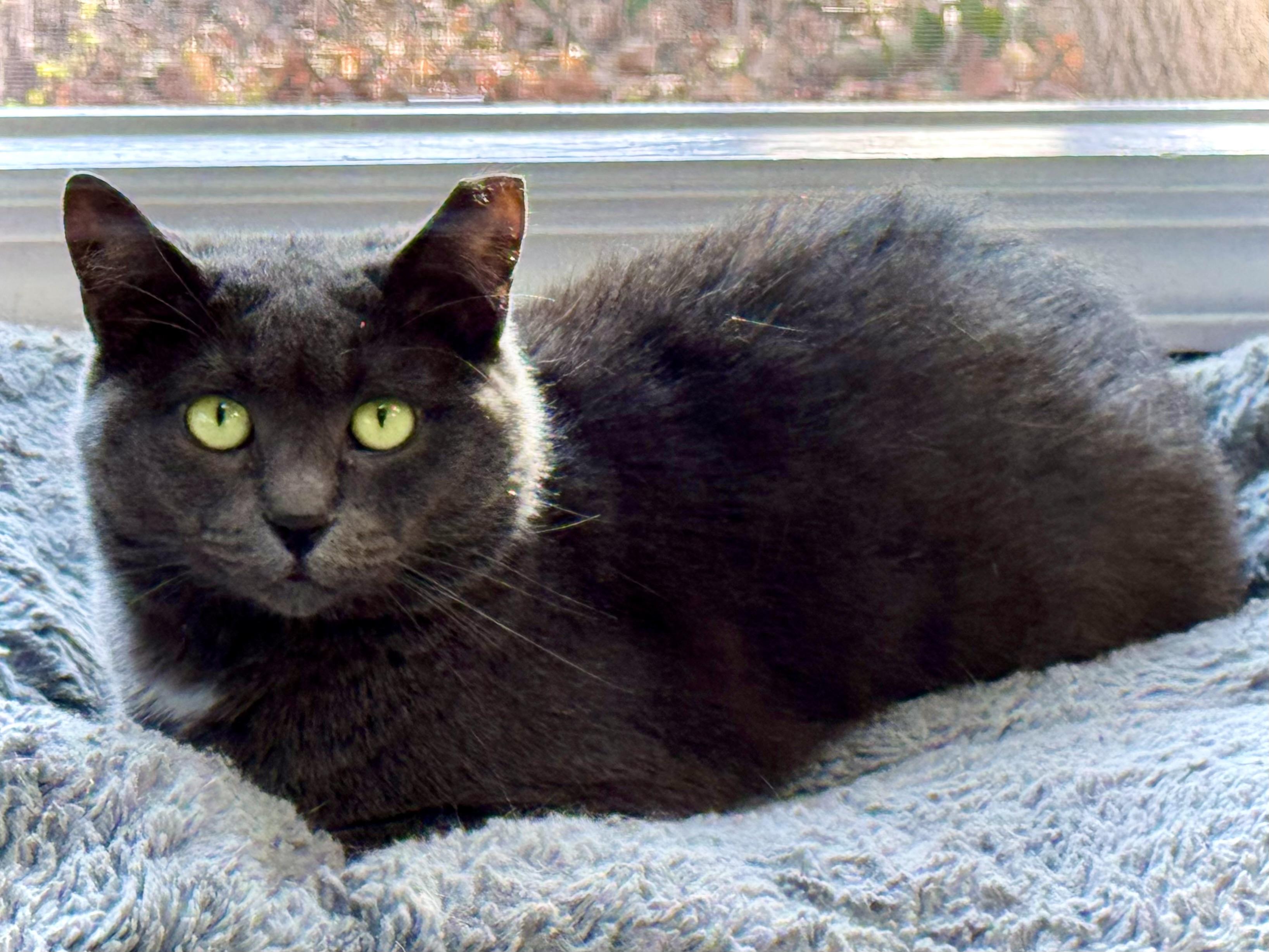 Enlarge BROOKLYN, a Adoptable Domestic Short Hair in Hamilton, NJ image 4/6