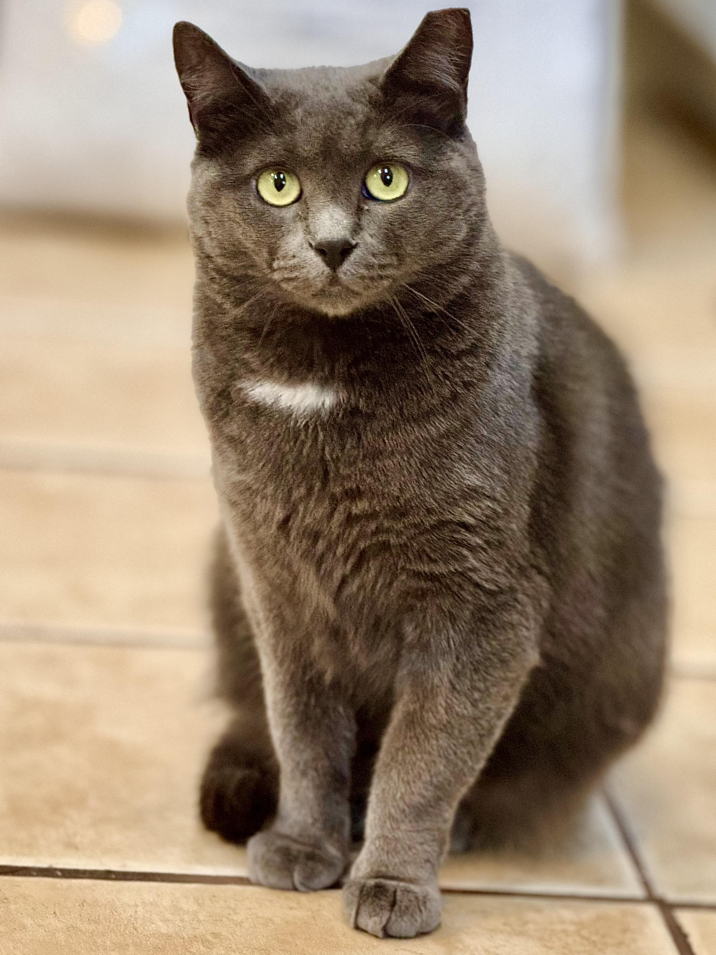 Enlarge BROOKLYN, a Adoptable Domestic Short Hair in Hamilton, NJ image 1/6