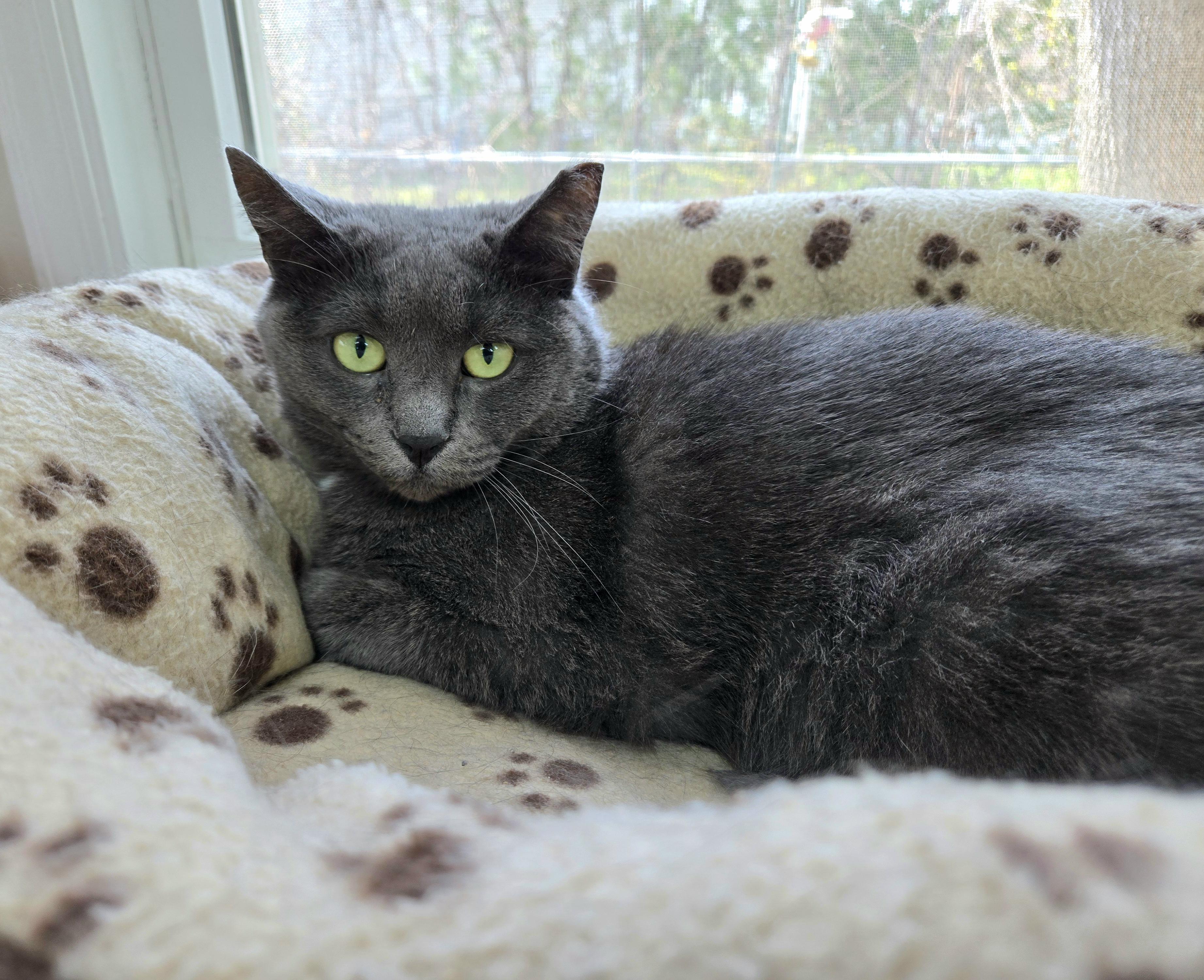 Enlarge BROOKLYN, a Adoptable Domestic Short Hair in Hamilton, NJ image 5/6