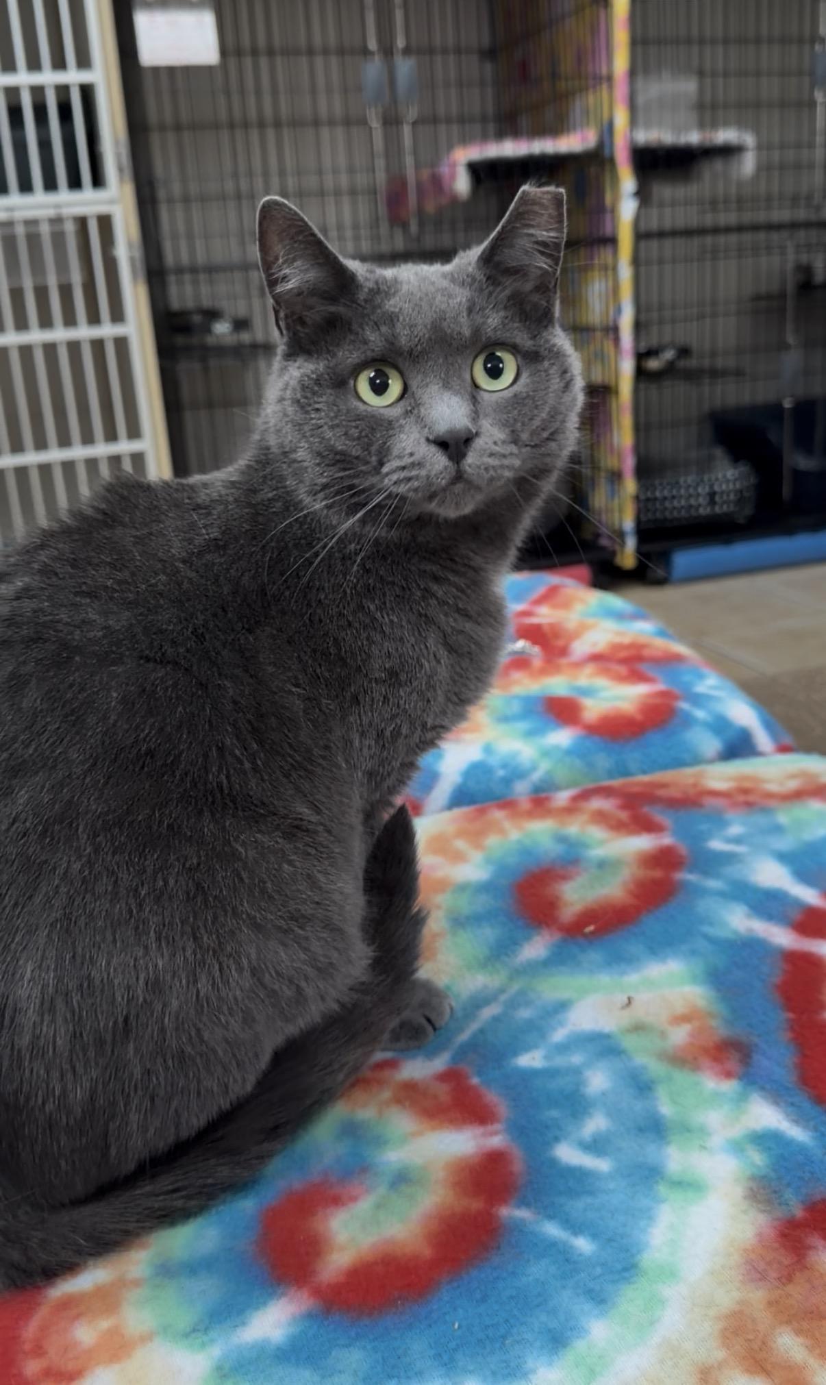 BROOKLYN, Adoptable, Young Female Domestic Short Hair.
