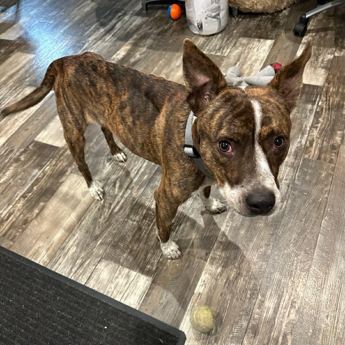 Enlarge Jojo, a ADOPTABLE mixed breed in Pelham, NH image 6/6