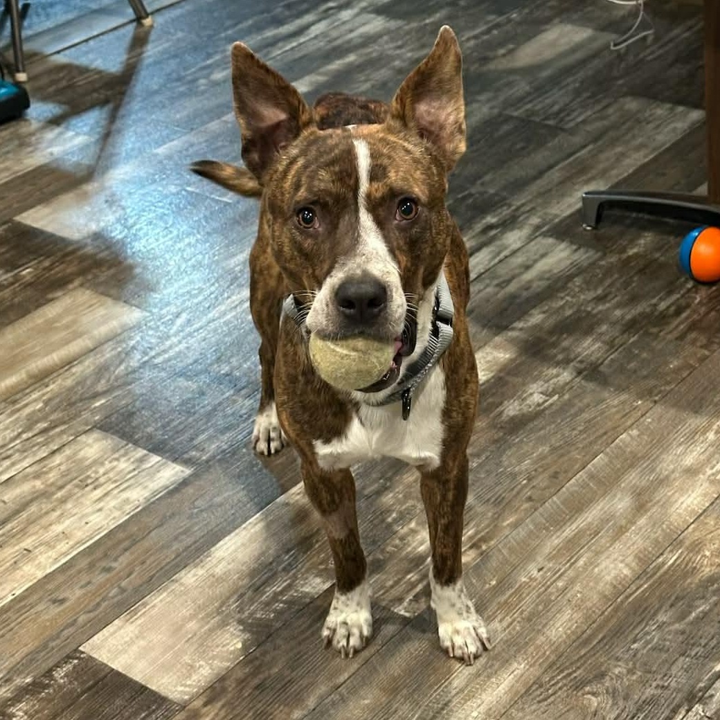 Enlarge Jojo, a ADOPTABLE mixed breed in Pelham, NH image 1/6