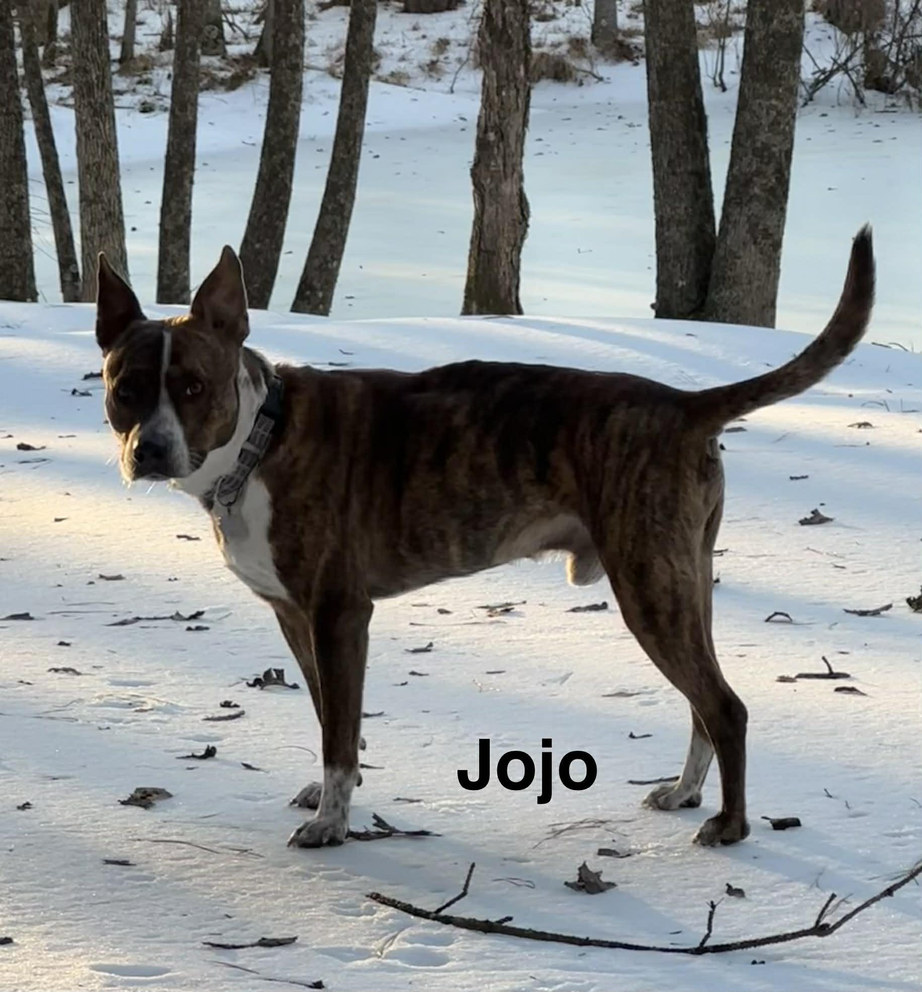 Enlarge Jojo, a ADOPTABLE mixed breed in Pelham, NH image 4/6