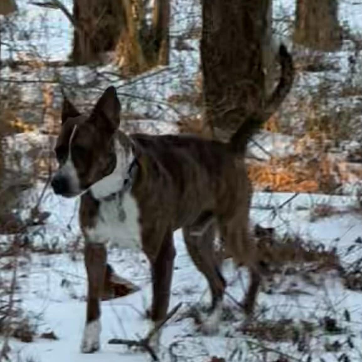 Enlarge Jojo, a ADOPTABLE mixed breed in Pelham, NH image 3/6