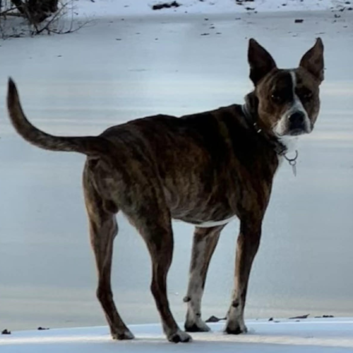 Enlarge Jojo, a ADOPTABLE mixed breed in Pelham, NH image 2/6