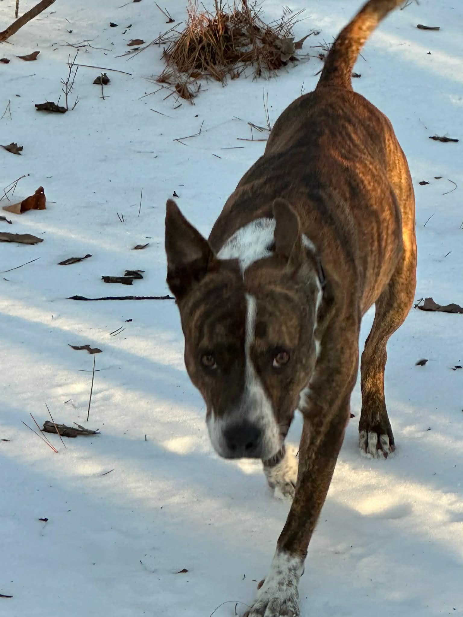 Enlarge Jojo, a ADOPTABLE mixed breed in Pelham, NH image 5/6
