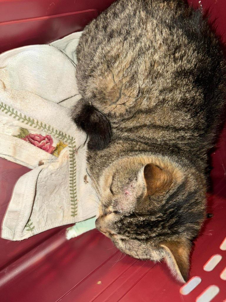 Enlarge Thomas, a Adoptable Domestic Short Hair in Cloquet, MN image 1/1