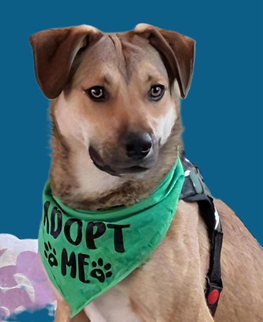 Enlarge RILEY, a Adoptable mixed breed in Albuquerque, NM image 1/1