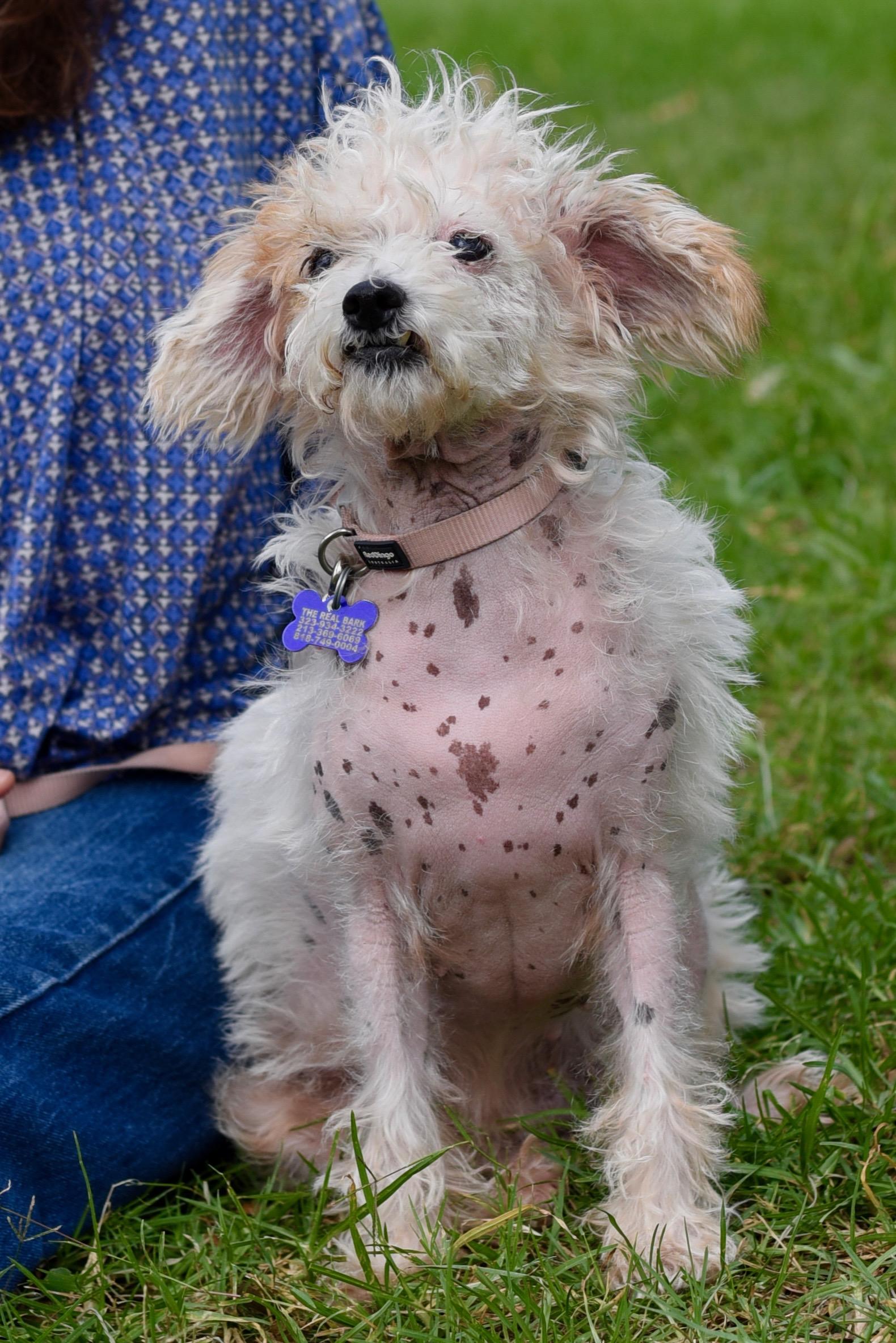 Enlarge Nadine, a Adoptable mixed breed in Los Angeles, CA image 5/6