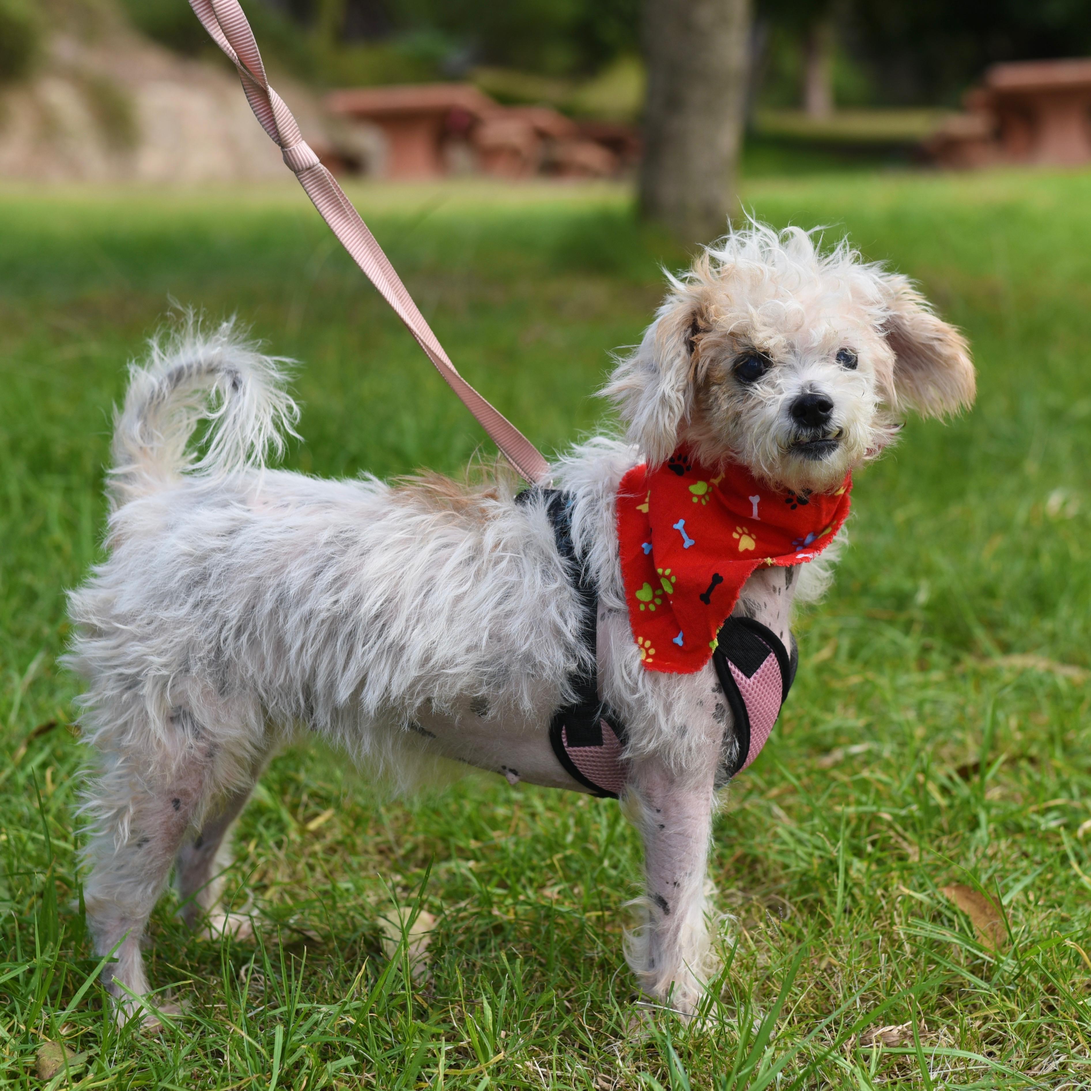 Enlarge Nadine, a Adoptable mixed breed in Los Angeles, CA image 3/6