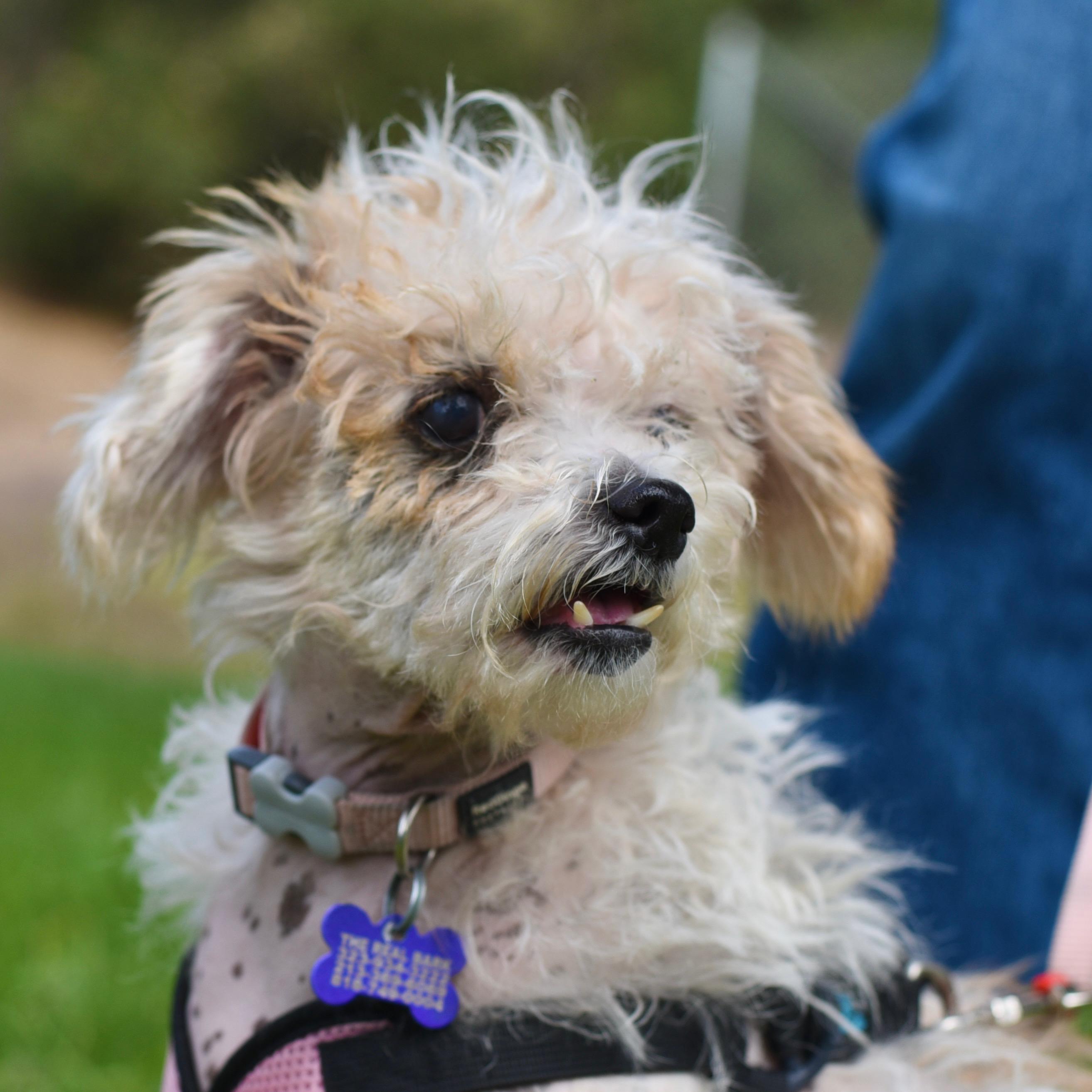 Enlarge Nadine, a Adoptable mixed breed in Los Angeles, CA image 6/6